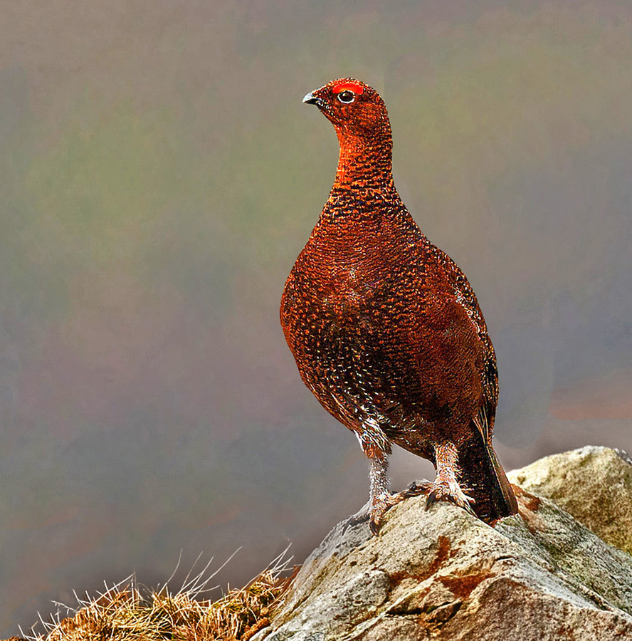7 Val Male grouse curiosity